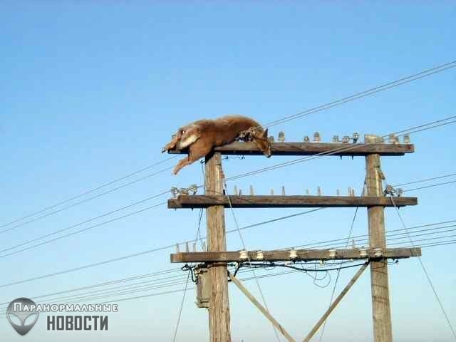 Как он туда попал? Загадка мертвого оленя на верхушке столба 