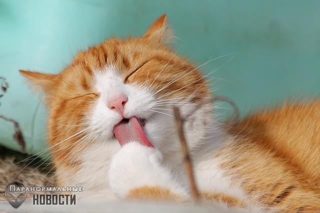 Глюки в Матрице: Необычные случаи в быту (Часть 2)