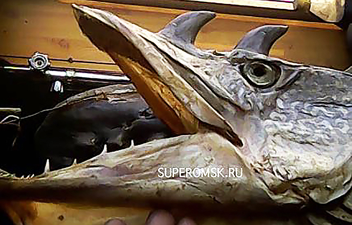 В Омской области рыбак выловил двух щук