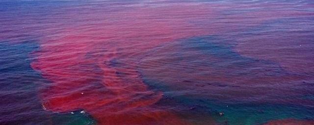 Российские ученые предупреждают о стремительном распространении в водах Мирового океана токсичных красных водорослей