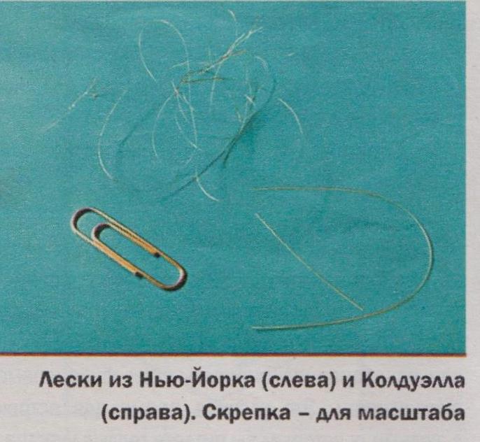 Загадка феномена Небесных лесок