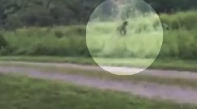 Полиция Южной Каролины запретила стрелять в йети, считая его человеком в костюме гориллы