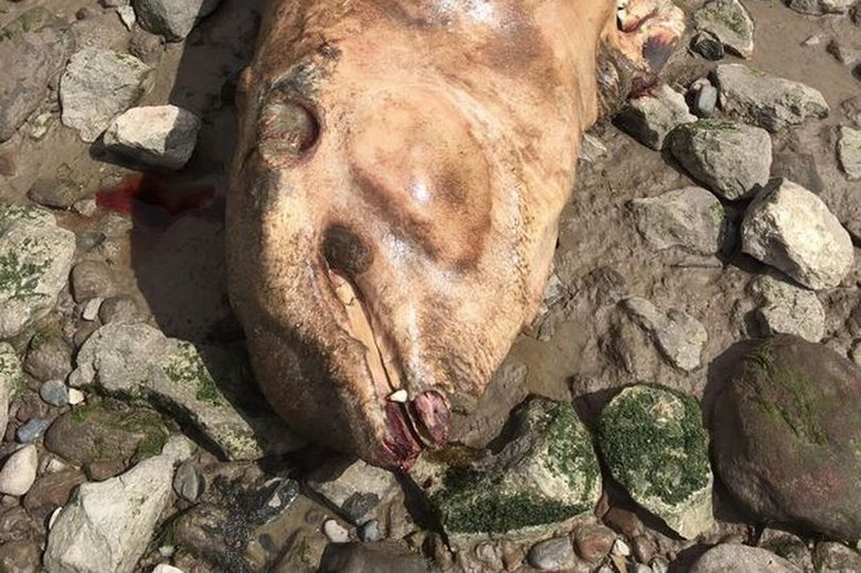 На берег реки в Ливерпуле выбросило тушу неопознанного морского животного 