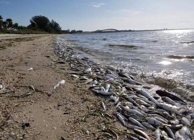 Цветущие токсичные водоросли погубили за лето сотни животных во Флориде