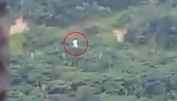 В Малайзии мальчик заснял на видео странную белую летающую "медузу"