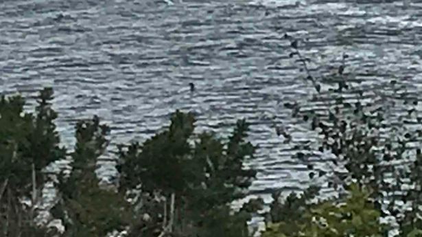 Девочка сделала вероятно самую лучшую фотографию монстра Несси за многие годы