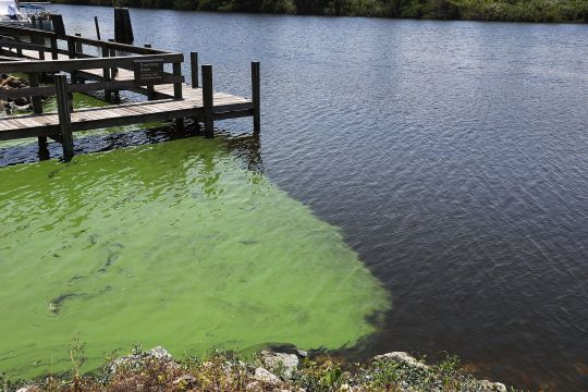 Цветущие токсичные водоросли погубили за лето сотни животных во Флориде