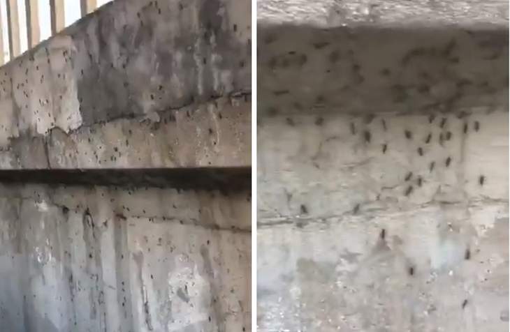 На районом Уханя летают огромные стаи ворон. Они чуют запах смерти?