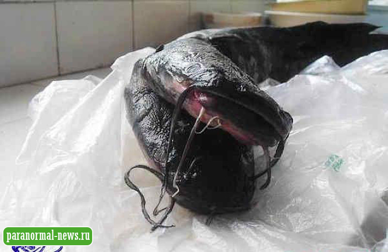 Рыбаки поймали сома с двумя головами 