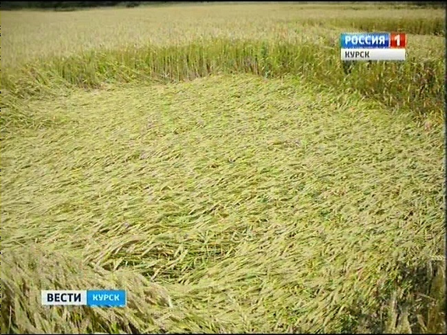 Необычные узоры на полях Курской области 