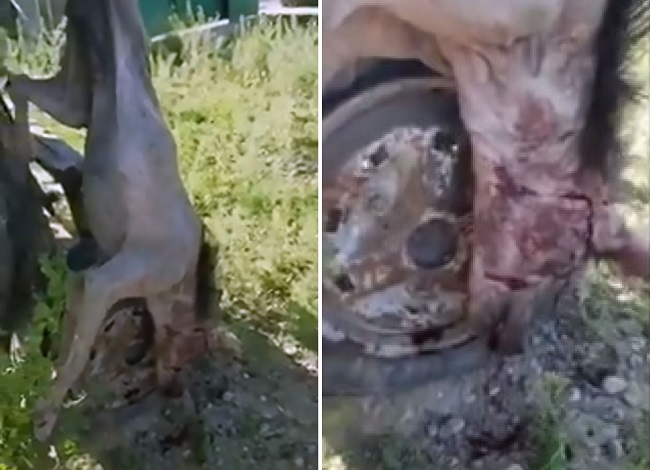 В Румынии убили чупакабру, похожую на гиену (+ видео) 