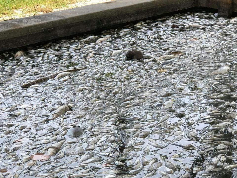 Цветущие токсичные водоросли погубили за лето сотни животных во Флориде