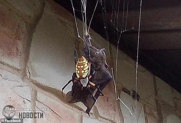 Посторонись, Австралия! В Техасе паук поймал и съел летучую мышь