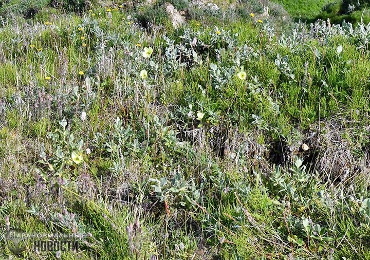В Арктике внезапно выросли маки, одуванчики и ромашки 