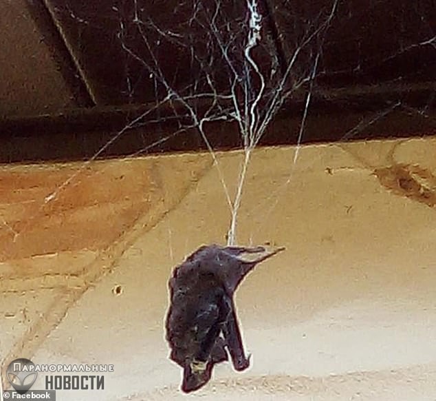 Посторонись, Австралия! В Техасе паук поймал и съел летучую мышь