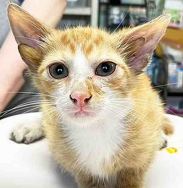 Котенок с редкой мутацией, четырьмя ушами, родился в Теннесси 
