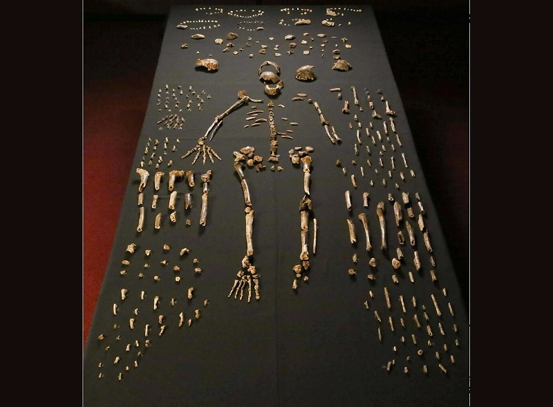 Узники недоступной пещеры: Загадка останков древнего человека Homo naledi
