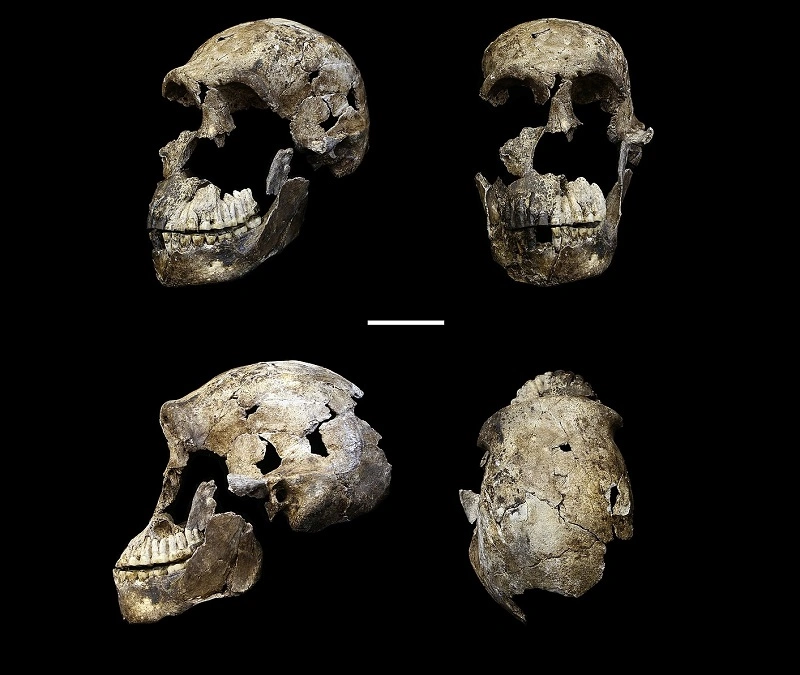Узники недоступной пещеры: Загадка останков древнего человека Homo naledi